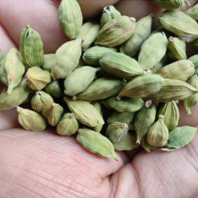 Cardamom